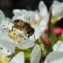 Hoverfly on blossom